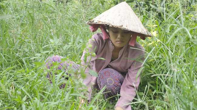 Duyên đang làm cỏ thuê. Ảnh: Hòa Hội.