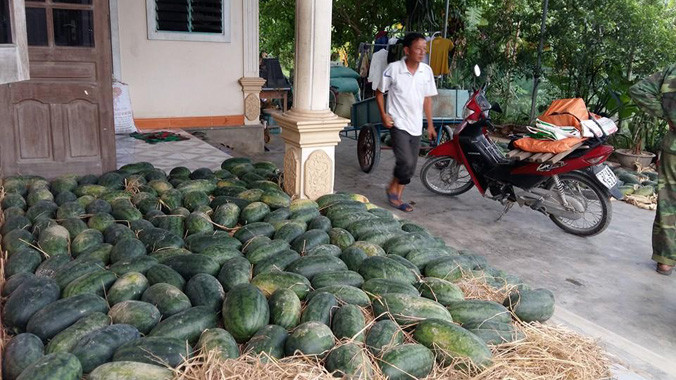 Dưa thu hoạch chất đống ế ẩm, vì phía Bắc có mưa lớn.
