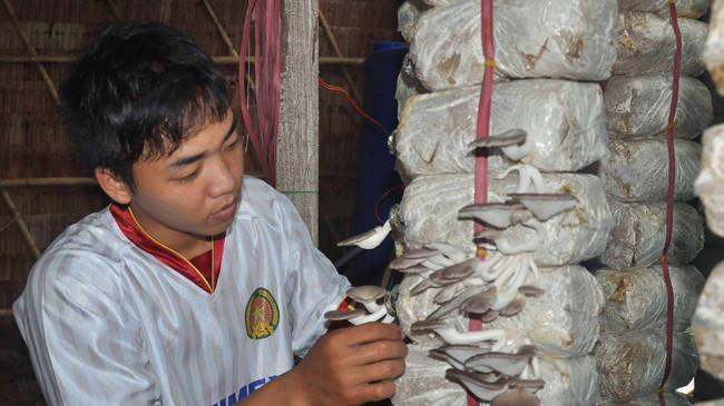 Anh Vũ thu hoạch nấm bào ngư. Ảnh: Hòa Hội.