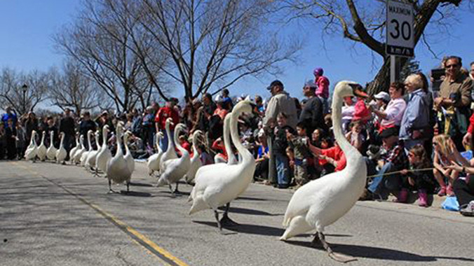 Dàn nhạc tháp tùng thiên nga diễu hành 