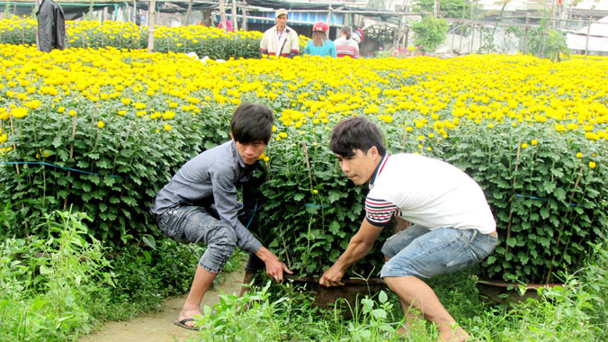 Công việc chủ yếu của sinh viên là ngắt bông, tỉa cành và bưng các chậu hoa lên xe cho khách đặt mua. Ảnh: Đào Phan.