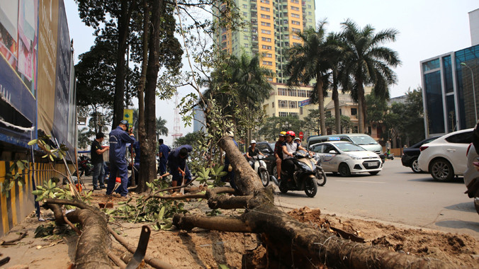 Thanh tra kiến nghị kỷ luật lãnh đạo Sở Xây dựng Hà Nội trong việc thay thế cây xanh vào ngày 18/3/2015. Ảnh: Như Ý.