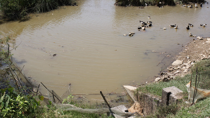 Hai bên bờ sông trở thành nơi tập kết rác thải và chăn nuôi gia cầm.