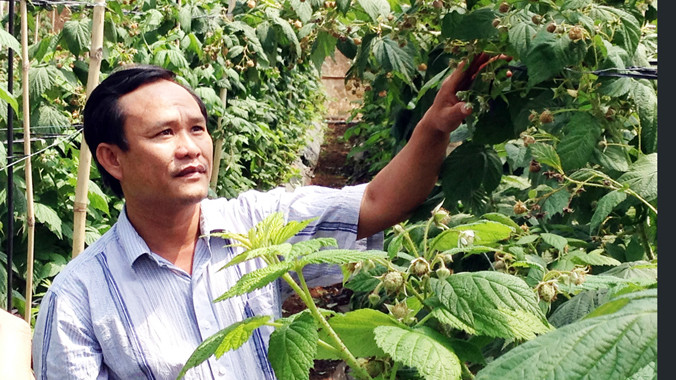 Anh Huỳnh Trung Quân trong trang trại phúc bồn tử.