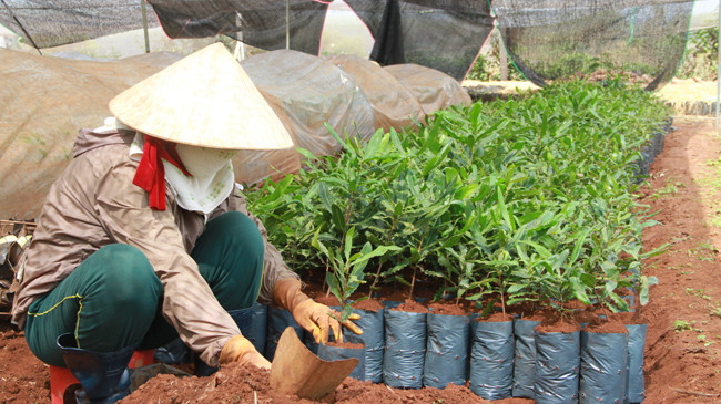 Ươm giống mắc ca bán vụ trồng 2015. Ảnh: H.K.