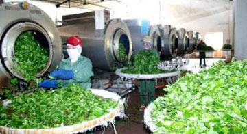 Doanh nghiệp cần “nhảy” vào khâu chế biến