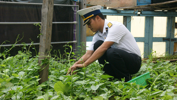 Bí thư Chi đoàn đảo Đá Lát Bùi Viết Tuyến đang chăm sóc vườn rau xanh tốt trên đảo, đây còn gọi là vườn rau thanh niên. Ảnh: L.H.V.