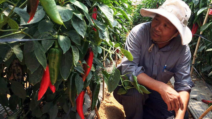 Ông Cường trong vườn ớt sừng ngọt.