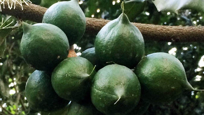 Chùm quả mắc ca trong vườn của ông Ba.