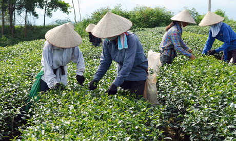 Điều tra việc giá chè xuất khẩu giảm mạnh