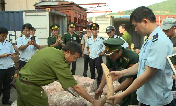 Số ngà voi bị thu giữ. Ảnh: Zing
