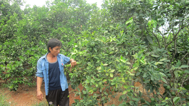 Anh Lê Khánh Toàn bên những gốc cam trĩu quả.