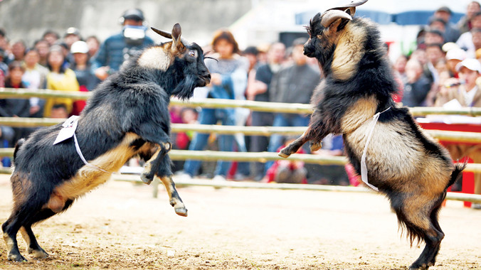 Màn đối đầu dũng mãnh.
