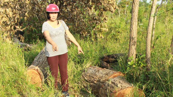 Nhiều cây gỗ quý đường kính lớn bị hạ.