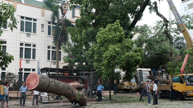 Phong tỏa đường để di chuyển cây cổ thụ bị đổ trên đường Hai Bà Trưng (Hà Nội). Ảnh: Trần Hoàng.