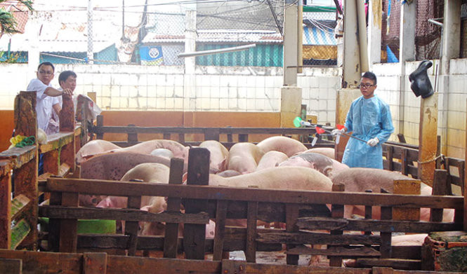 Đoàn thanh tra Chi cục Thú y TP.HCM tiến hành lấy mẫu xét nghiệm tồn dư chất cấm (chất tạo nạc, tăng trọng) tại một cơ sở giết mổ. Ảnh; Tuổi trẻ