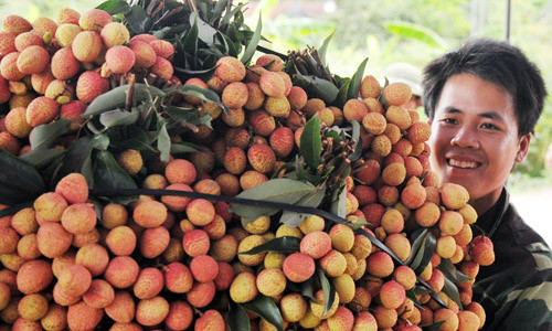 Đề nghị Nhật sớm mở cửa cho xoài, vải Việt Nam