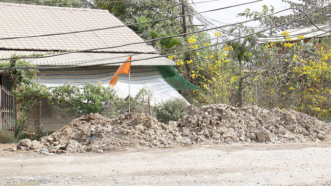 Mai vàng nở trong bụi trước một ngôi nhà.