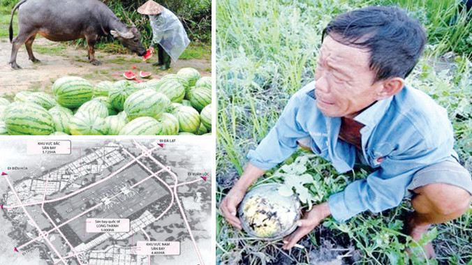 Người trồng dưa hấu ở Quảng Ngãi, Cần Thơ khóc mếu, phải đổ dưa xuống kênh, cho trâu ăn... Ảnh nhỏ dưới: Dự kiến khu vực sân bay Long Thành trong tương lai. Ảnh: Trí Tín.