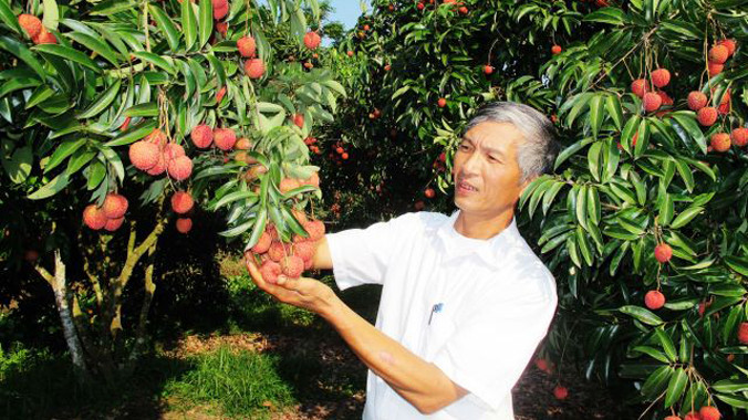 Vải thiều Thanh Hà.