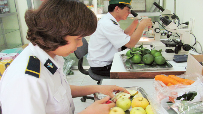 Tăng cường kiểm tra hàng hoa quả nhập khẩu qua cửa khẩu Tân Thanh (Lạng Sơn). Ảnh: Duy Chiến.