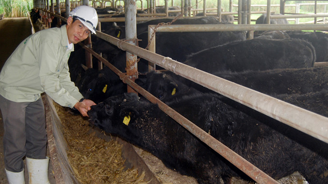 Giám đốc Vũ bên đàn bò Kobe.