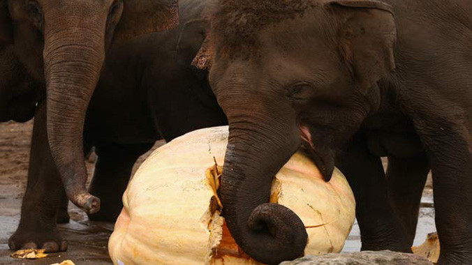 Voi được ăn bí ngô khổng lồ