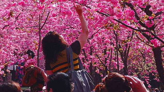 Lên Sapa ngắm đào Tết.