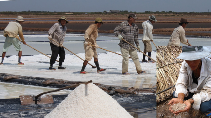 Thu hoạch muối.