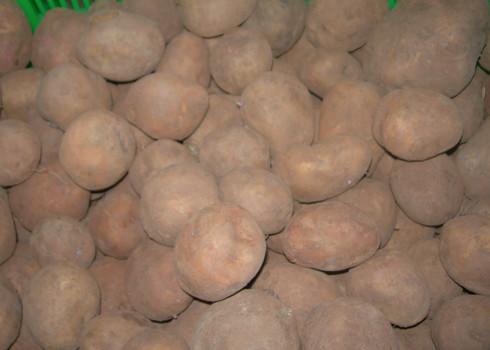Khoai tây Trung Quốc được "áo" một lớp đất đỏ Đà Lạt để ngụy trang thành hàng nội. Ảnh: Vnexpress