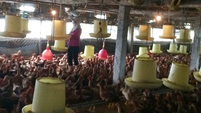 Ngành chăn nuôi gà trong nước đang lao đao.