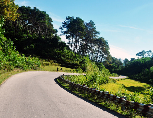 Rừng thông cổ thụ còn sót lại ở huyện vùng cao Ba Tơ.Ảnh: Vnexpress. 