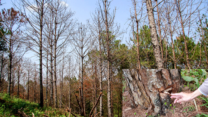Vạt rừng ở Phi Tô bị đầu độc chết đứng (ảnh lớn). Gốc thông bị khoan lỗ để đổ hóa chất vào (ảnh nhỏ).