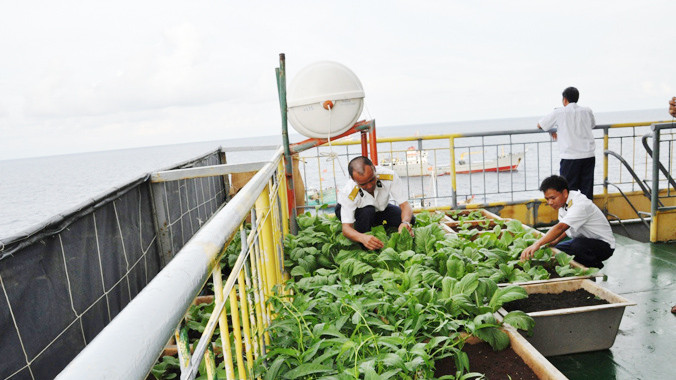 Chiến sĩ nhà giàn DK1 chăm sóc rau xanh trồng trong máng gỗ. Ảnh: TC.