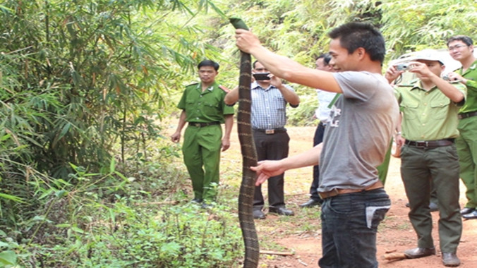 Rắn hổ chúa dài 3 m cắn chết phạm nhân