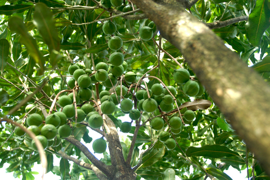 Cảnh báo giật mình về giống cây mắc ca 