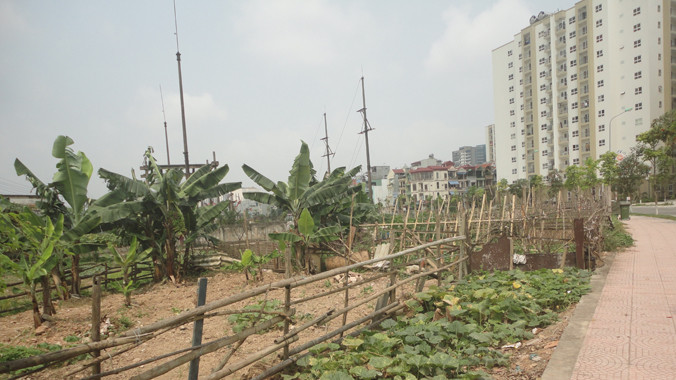 Nhếch nhác quây đất trồng rau