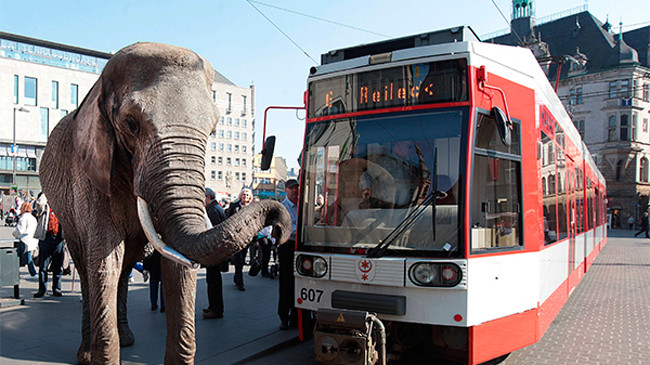 Thụy Điển cấm voi dạo phố