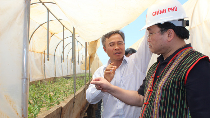 Phó Thủ tướng thăm vườn ươm mắc ca.