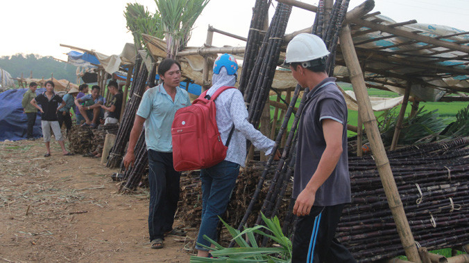 Giá mía tím ở Hòa Bình đang rớt 50-60% so với năm ngoái. Ảnh: Bình Sơn.