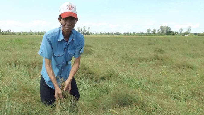 Ông Xiêm trên ruộng lúa toàn cỏ.