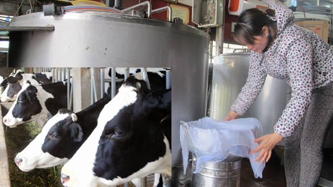 Nhiều hộ nông dân chán nản muốn bán đàn bò.