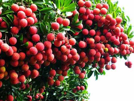 Vải thiều xuất ngoại giá hơn 400.000 đồng/kg