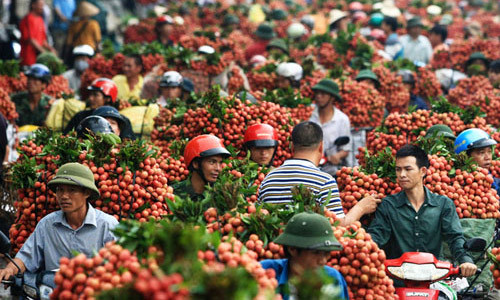 Miễn phí kiểm dịch vải thiều xuất khẩu. Ảnh: Vnexpress