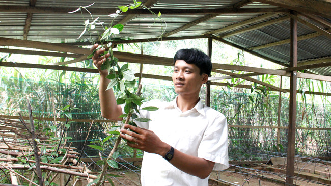 Bằng phương pháp cấy mô, anh Hiển đã ươm thành công giống cây dược liệu quý sâm ba kích. Ảnh: Thanh Trần.