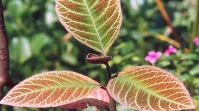 Lá Khôi Tía có tác dụng tốt với dạ dày.