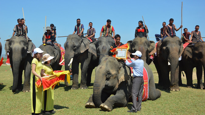 Tặng giấy khen cho nài voi có voi đạt giải.