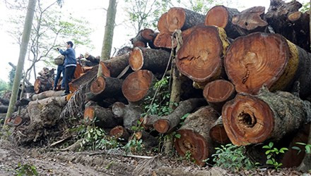 Bãi tập kết gỗ của Công ty TNHH MTV công ty cây xanh Hà Nội. Ảnh: VnExpress