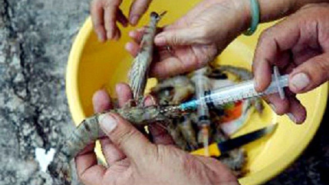 Vừa qua Đội quản lý thị trường số 17 (Hà Nội) bắt quả tang một cơ sở đang bơm chất lạ vào tôm để tăng trọng lượng.