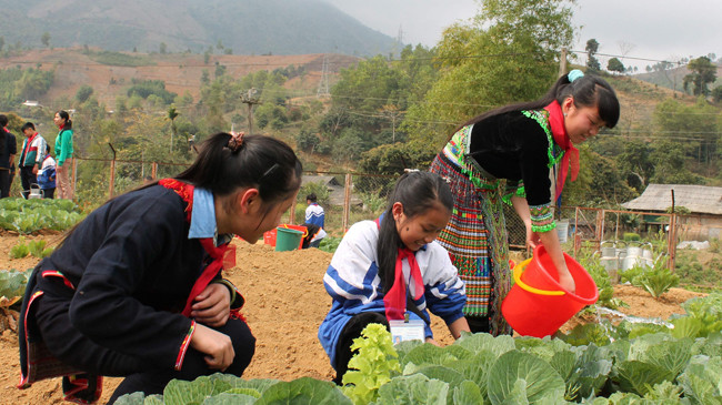 Những vườn rau xanh tốt của học trò vùng cao Yên Bái. Ảnh: Duy Ngợi.